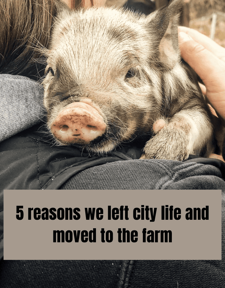 5 reasons we left the city and moved to the farm