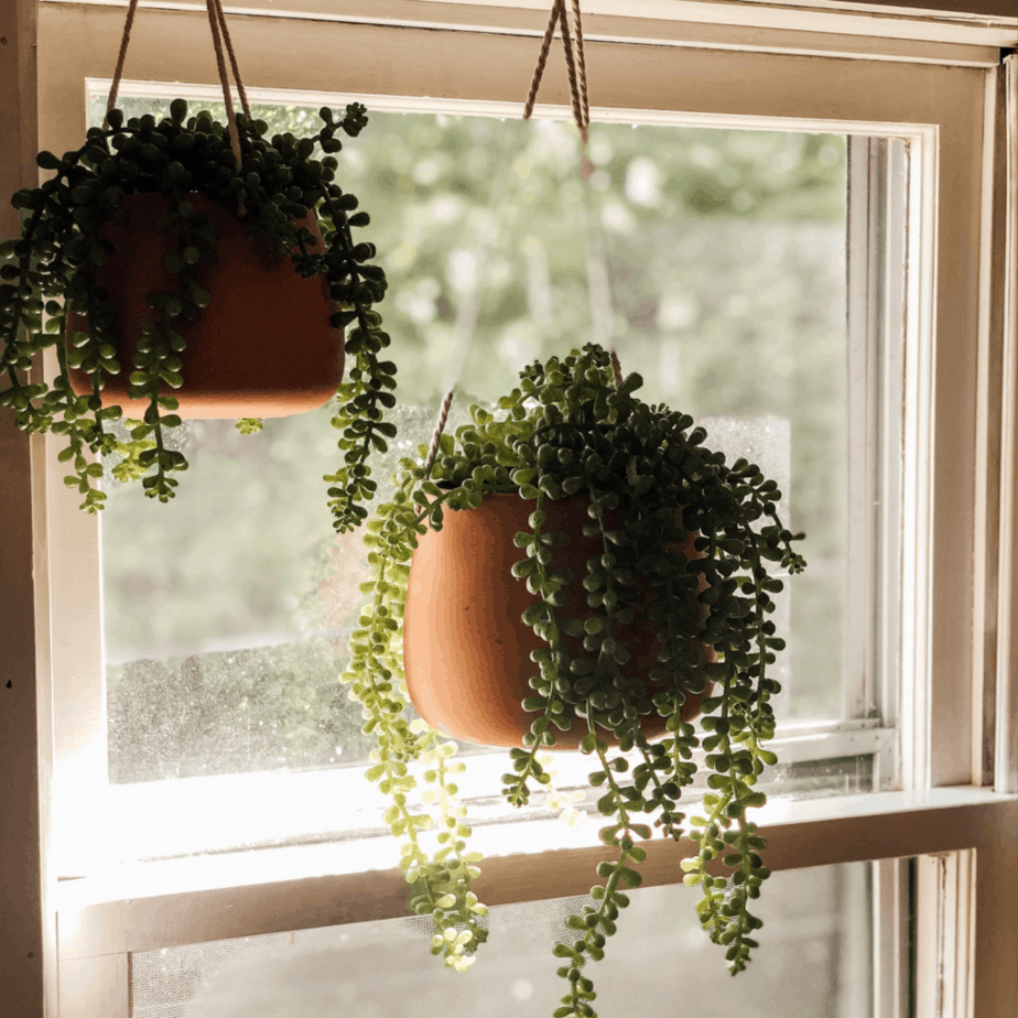 Two plants hanging in the window.
