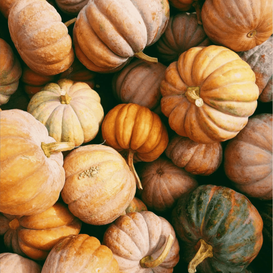 Easy Vegan pumpkin bars – Turning your fall pumpkin display into yummy treats!
