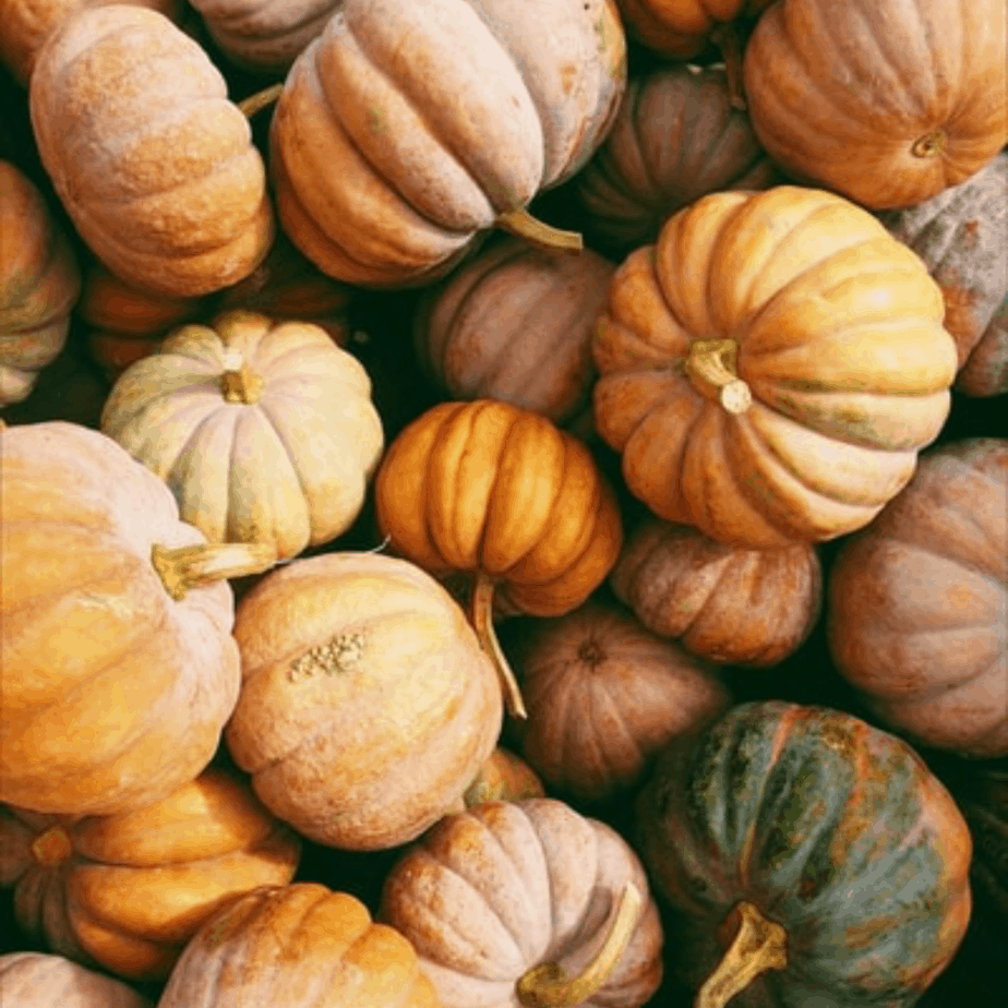 pile of heirloom pumpkins
